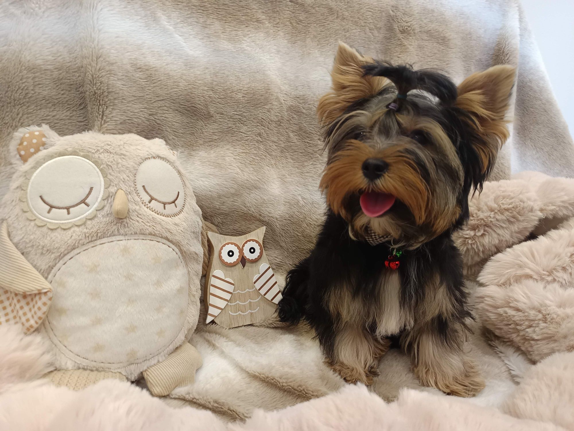 Yorkshire terrier