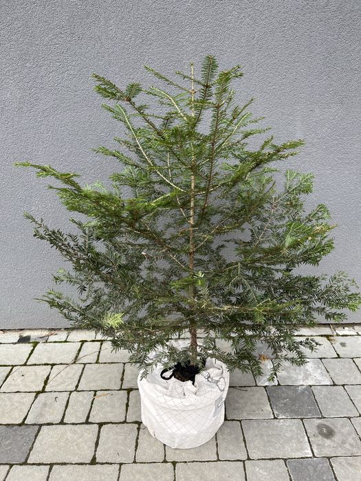 Ялинки новорічні живі в горщику