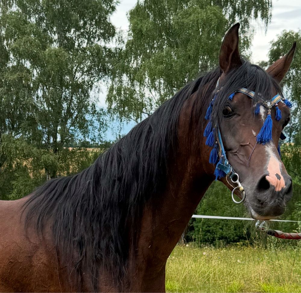Ogier Arabski po WH Justice