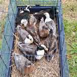 Sprzedam kaczki call duck