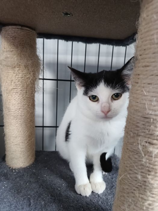 Kotki do adopcji