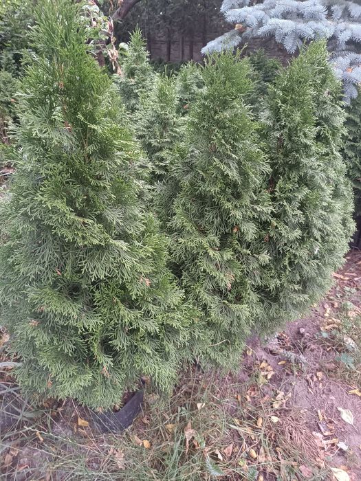 Tuja szmaragd 60-90 cm ,gratis