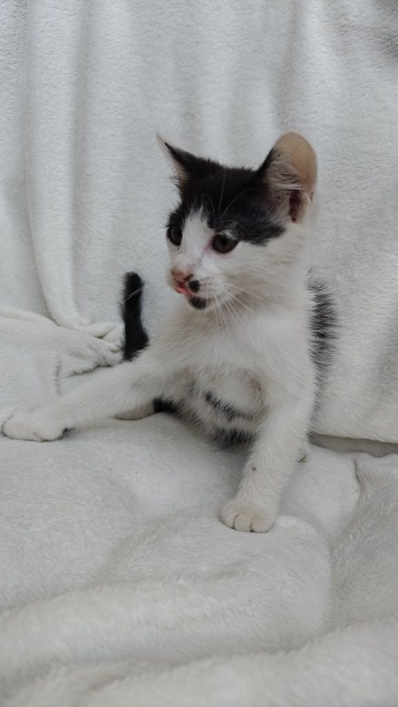 Oreo - kocurek do oddania