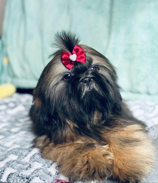 Piesek Loris 5 m-cy shih tzu Zkwp FCI szuka domku
