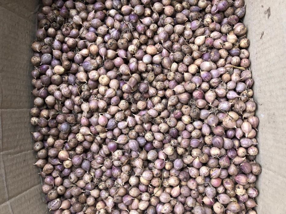 Продам однозубку (до 10) часнику сорту «Любаша»