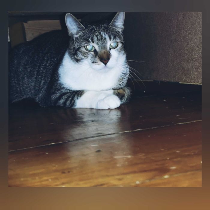 Zaginęła Kotka Ptysia