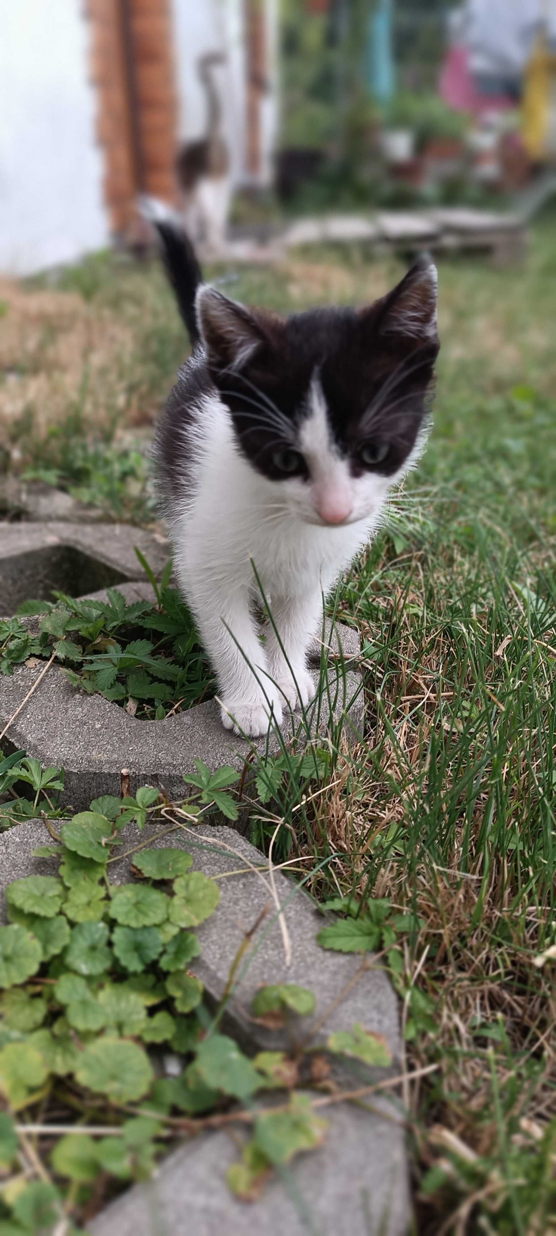 Oddam w dobre ręce Kotkę za darmo