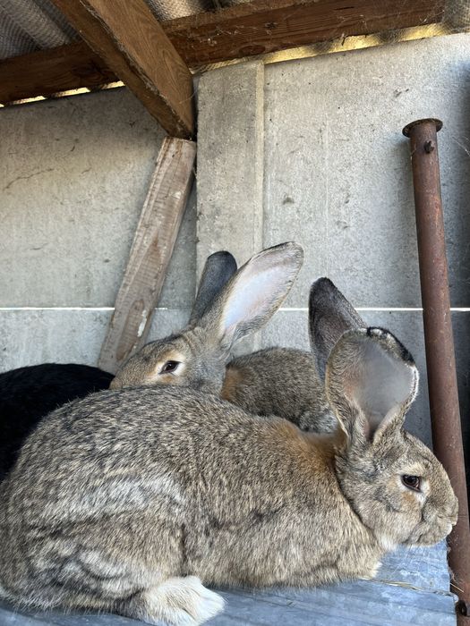 Samczyki olbrzym belgijski, bos