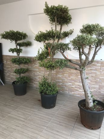 Oliveira bonsai para jardim