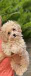 Maltipoo chłopczyk super socjalizowany.