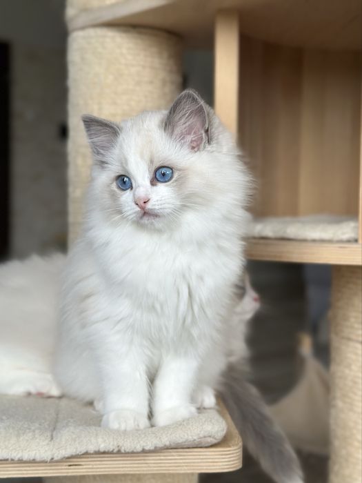 Piękna kotka ragdoll rodowód FPL
