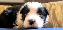 Border collie piesek