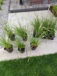 Trawa sadzonki sesleria jesienna