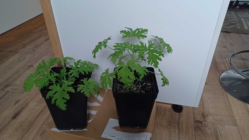 Anginka Geranium cytrynka kwiaty gotowe na nowy parapet