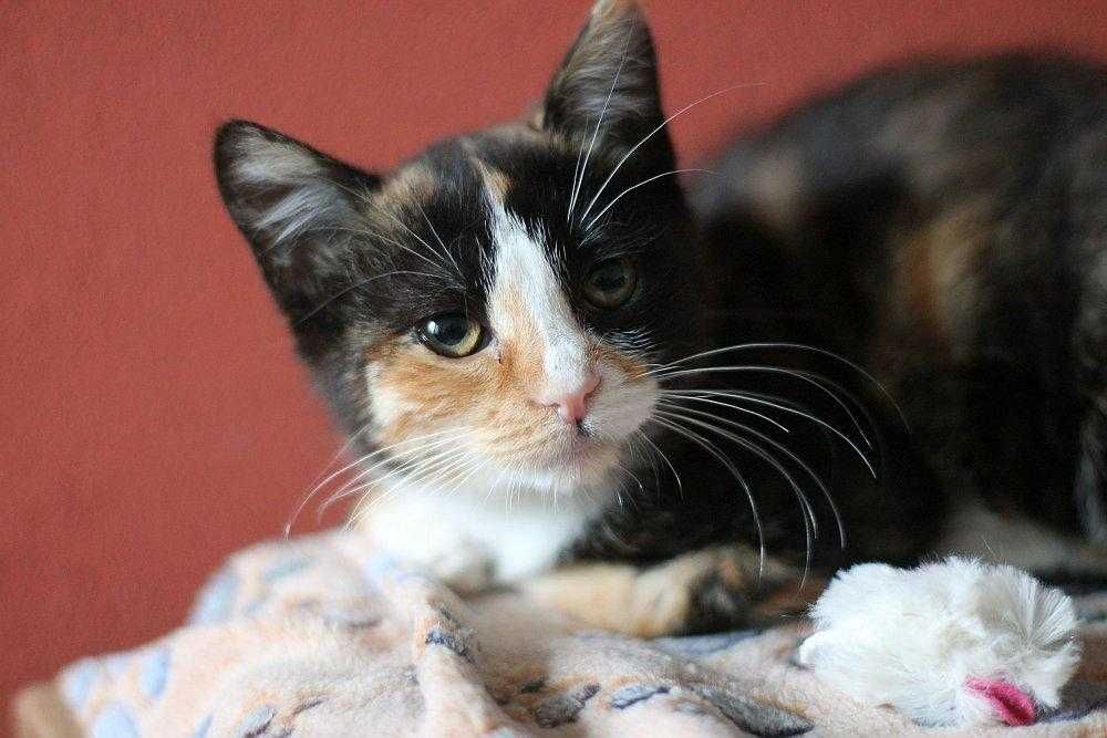 Cudnej urody, ok trzymiesięczna koteczka do adopcji.