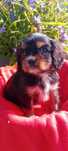 Piesek Cavalier King Charles spaniel