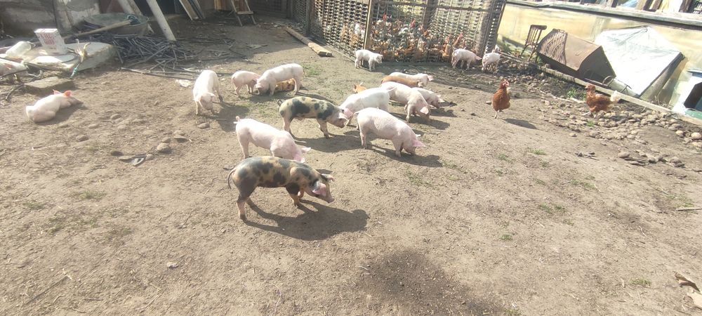 Продам маленьких поросят +підрощені