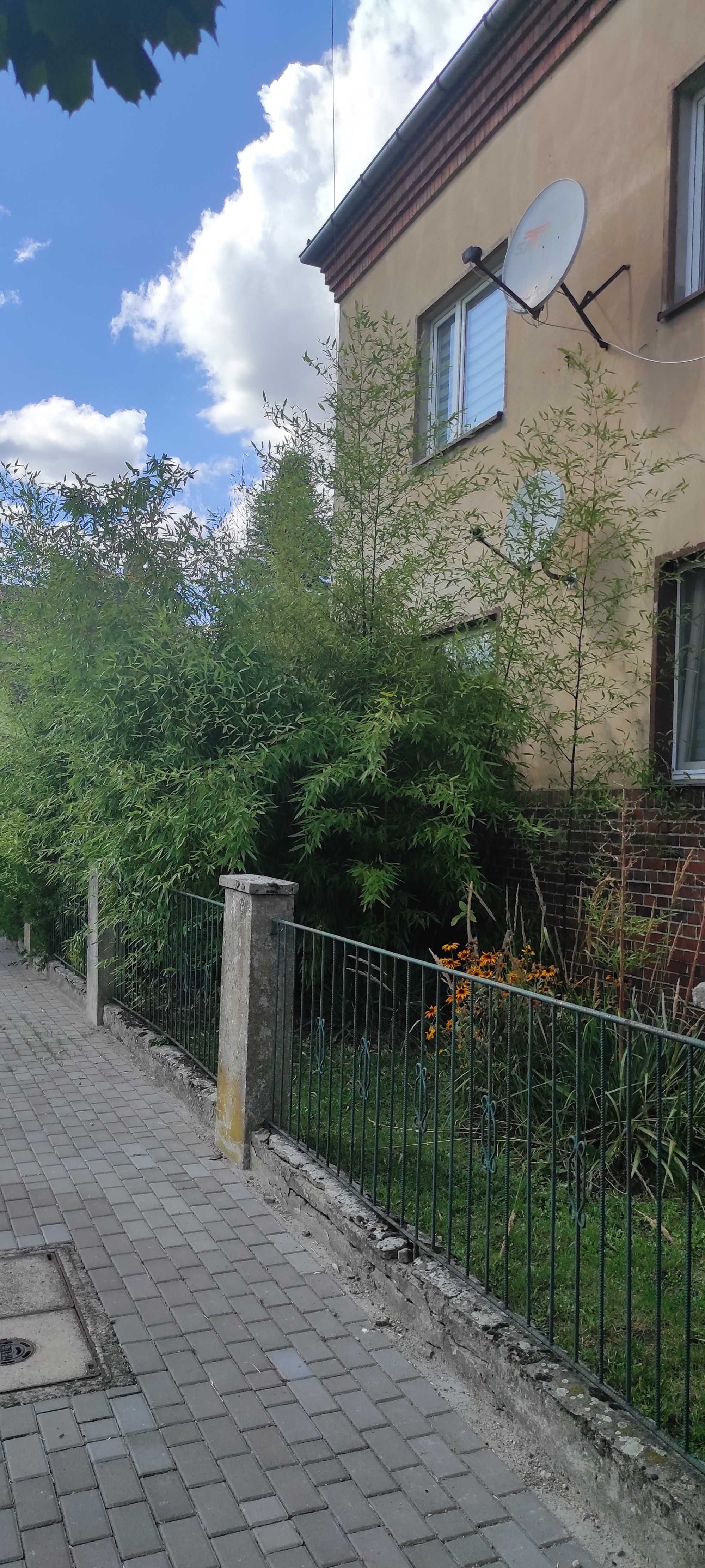 Bambus ogromne sadzonki mrozoodporne w naszych warunkach bezproblemowe