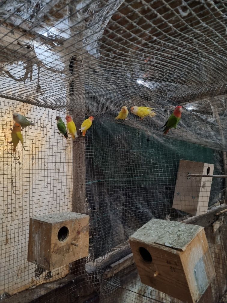 Vendo roseicollis adultos varias cores