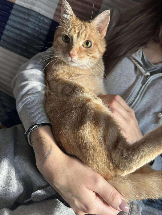 Rudy miły kotek szuka domu