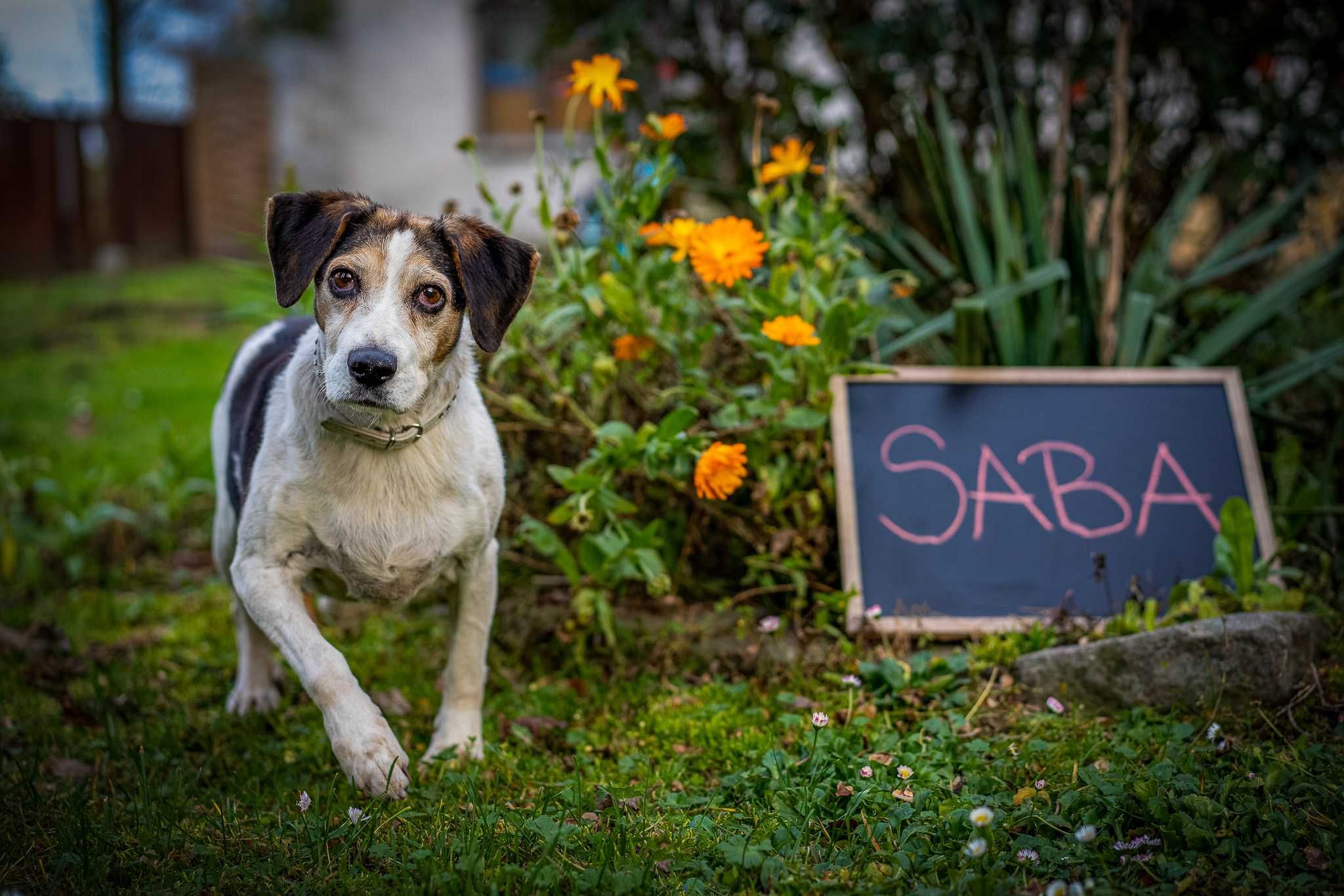 Saba beagle do adopcji. Pokochaj ją!