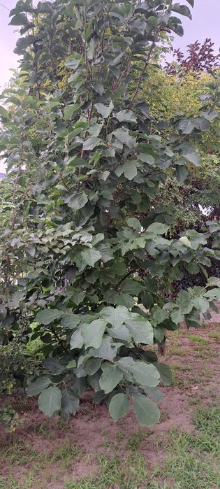 Magnolia duże drzewo