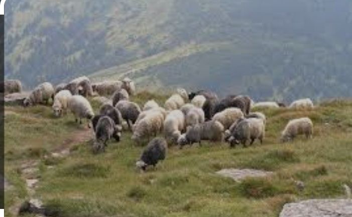 Карпатсі     вуці.