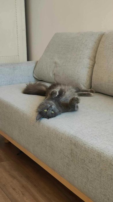 Maine Coon Spokojny - Fantazja