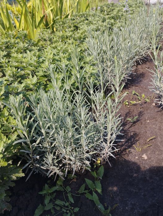 Лаванда англійська, сорт Хемус.