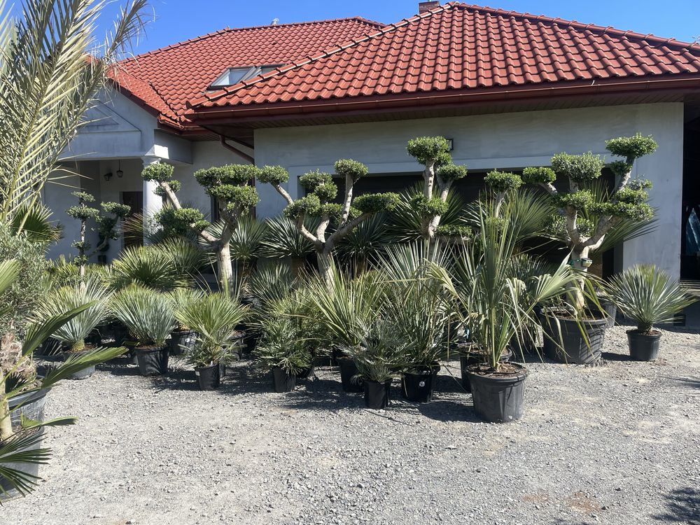 Drzewa oliwne olea europaea