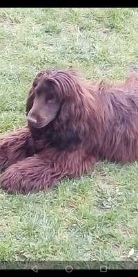 Cocker Spaniel Angielski w kolorze czekoladowym