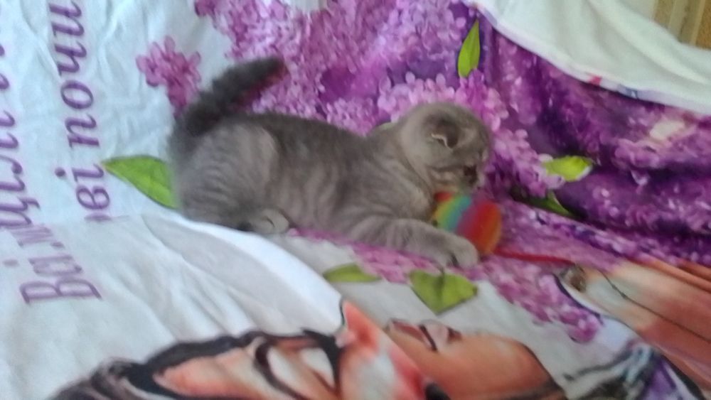 Продам шотландське кошеня.