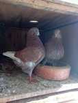 Pombo Rei Gigante