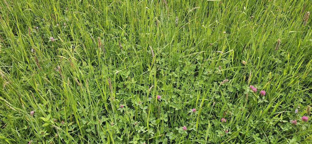 Sianokiszonka 2025, TRANSPORT, bele 130