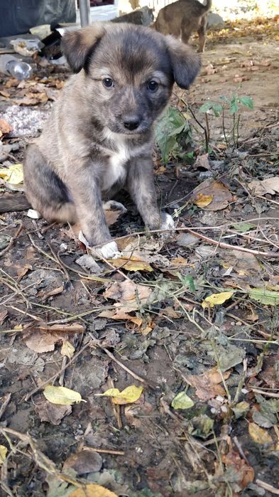 Дівчинка в добрі руки Ужгород