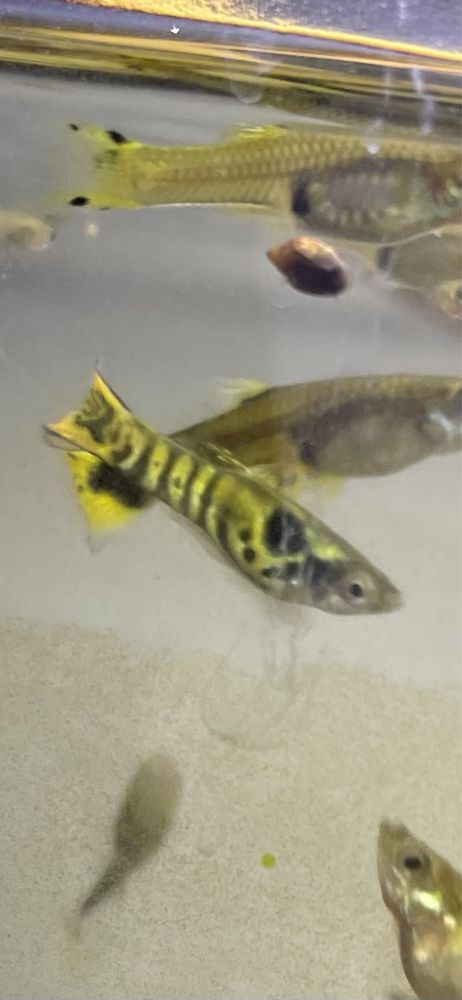 Guppys para venda