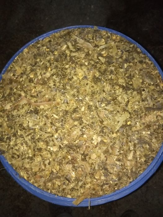 Silagem de milho embalada em bidões