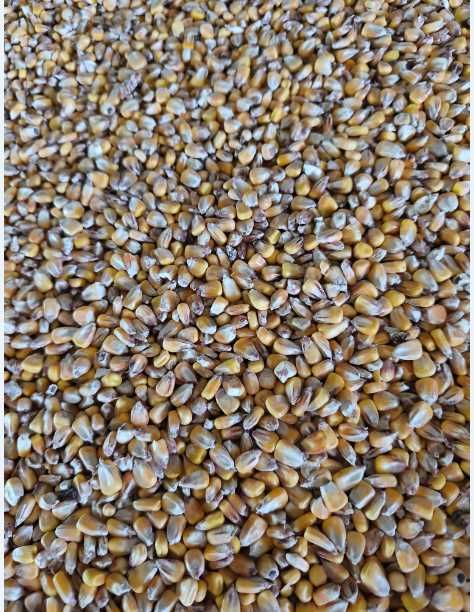 Sprzedam Pszenicę, kukurydze suchą i owies 2025 r.