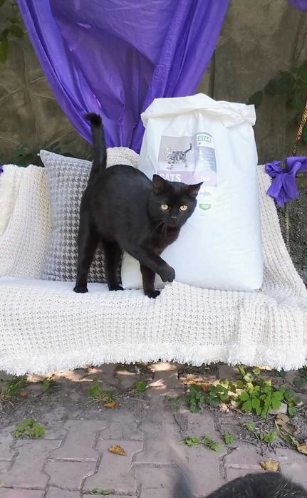 корм STARDEYL – улюблений вибір котиків та їхніх господарів