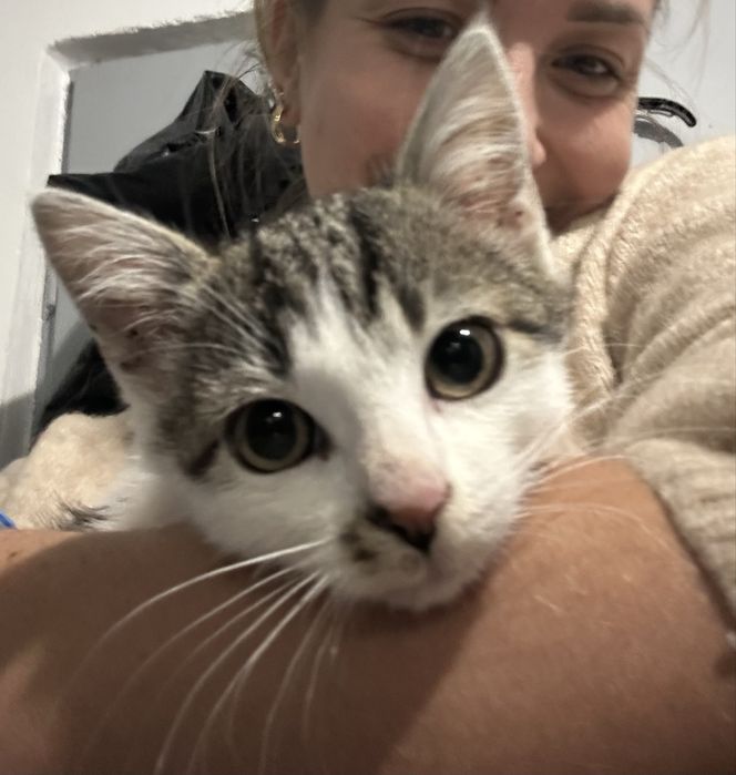 Slodki maly kotek szuka domku