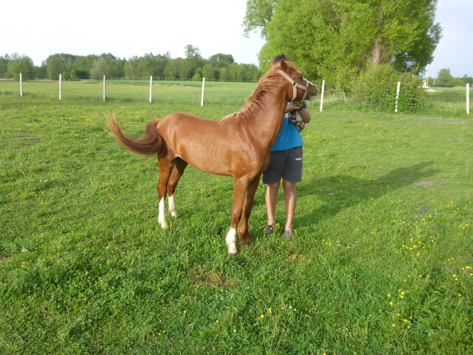 kuc walijski ‼️ 2 lata ‼️ WELSH COB PONY kucyk MEGA GŁOWA dla dzieci