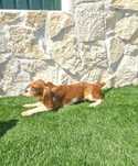 Cavalier King Charles
