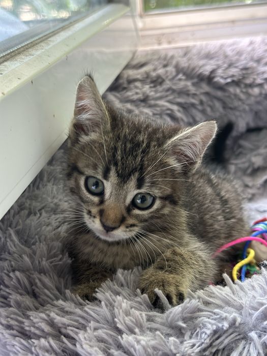 Кошенята малі тигрики котята хлопчик і дівчинка