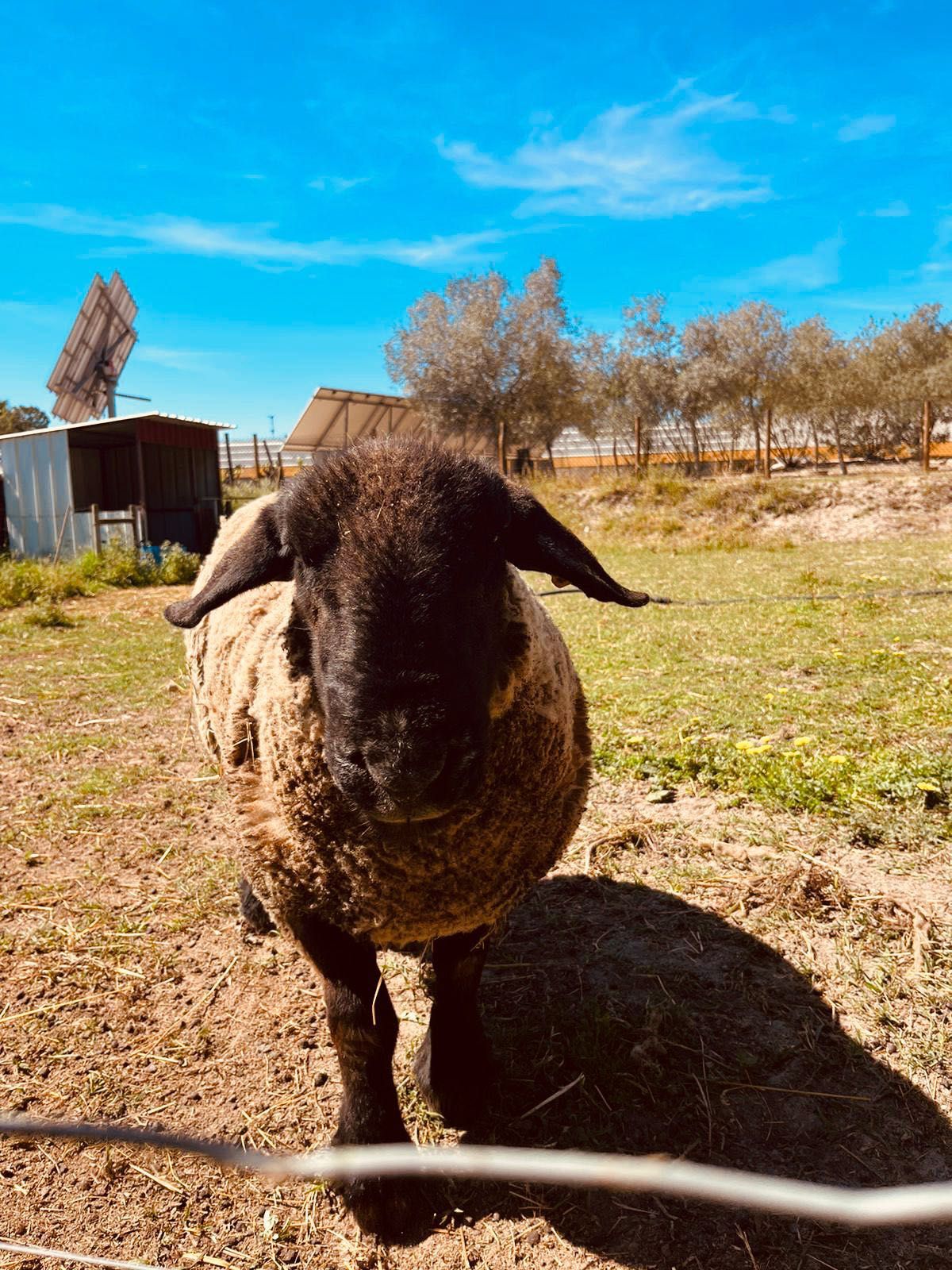 Vendo Borrego Suffolk