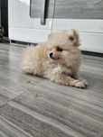 Szpic miniaturowy suczka Boo Pomeranian