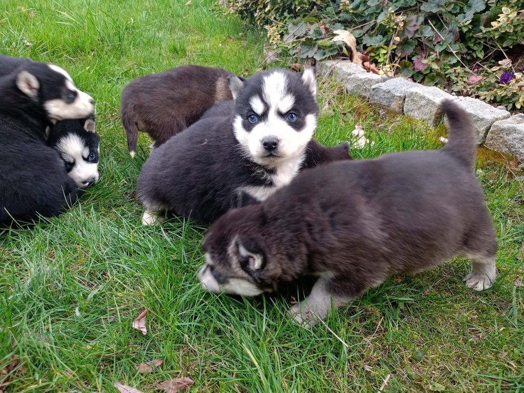 Szczeniak siberian husky