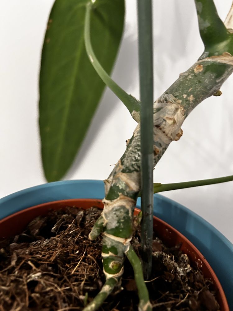 Anthurium Warocqueanum