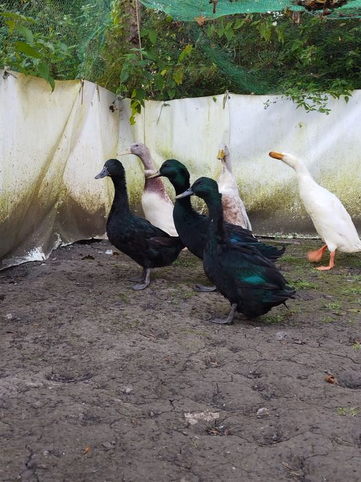 Kaczki cayuga, młode, 2 ostatnie