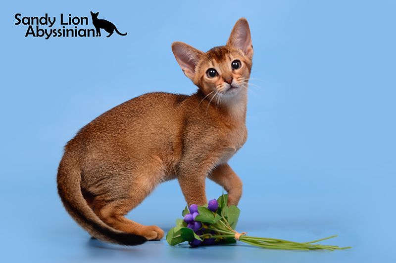 Абиссинские котята