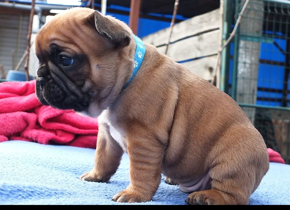 Щенки французского бульдога с родословной КСУ